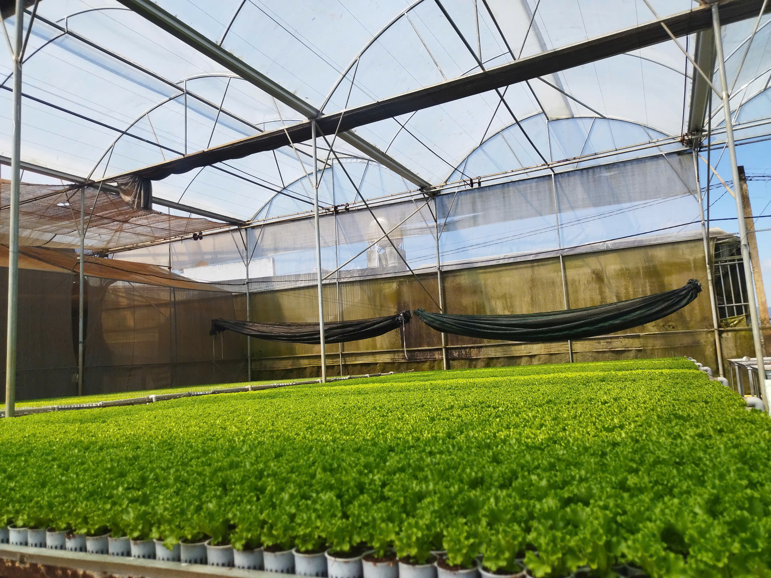Nhà kính rau sạch công nghệ cao của HÀ FARM